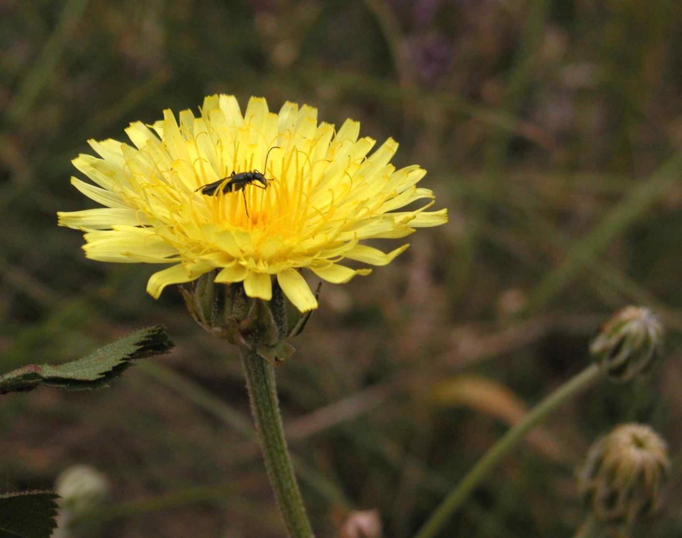 Hawks-beard, Whitened flower
